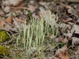 Cladonia coniocraea-1.jpg